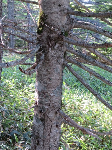 Abies homolepis, photograph 2