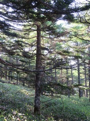 Abies homolepis, photograph (c) Marco Mussita, some rights reserved (CC BY)