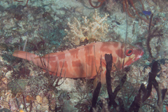 Epinephelus fasciatus