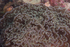 Fimbriaphyllia ancora