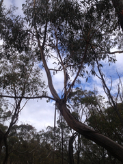 Eucalyptus sieberi