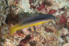 Pseudochromis ammeri