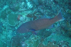 Plectropomus oligacanthus