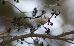 Aegithalos caudatus caudatus