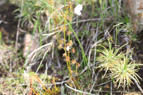 Drosera heterophylla