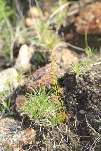 Drosera heterophylla