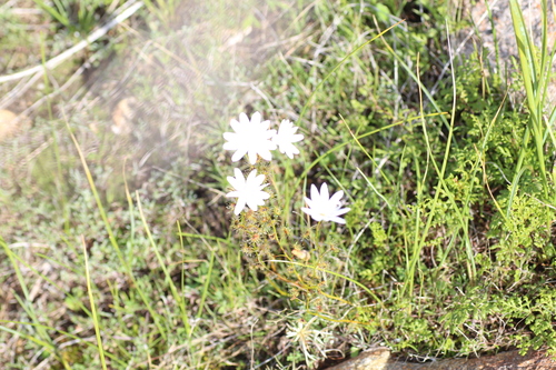 Drosera heterophylla