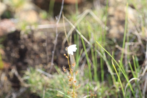 Drosera heterophylla