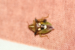 Tylospilus cloelia