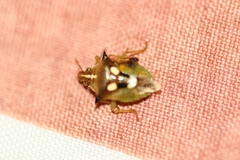 Tylospilus cloelia