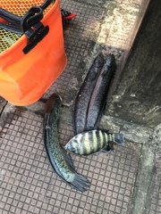 Heterotilapia buettikoferi