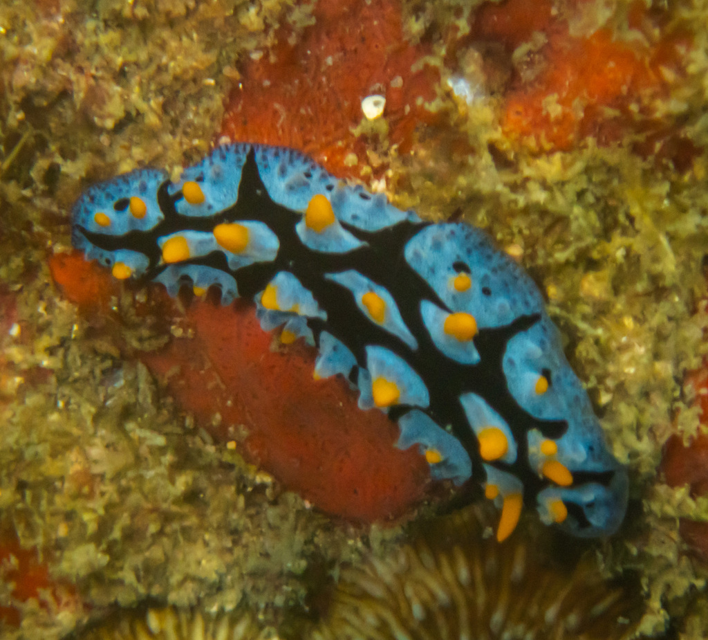 Black-rayed phyllidia