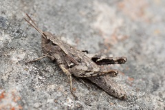 Sigaus campestris