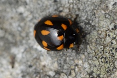 Coccinella leonina