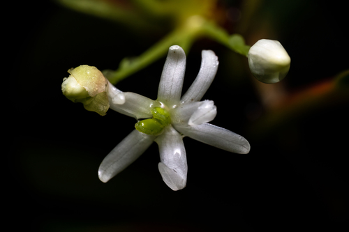 Tasmannia piperita (Tasmannia piperita)
