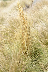 Aciphylla subflabellata