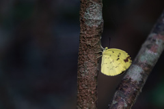 Eurema andersoni
