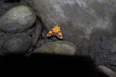 Isocentris filalis