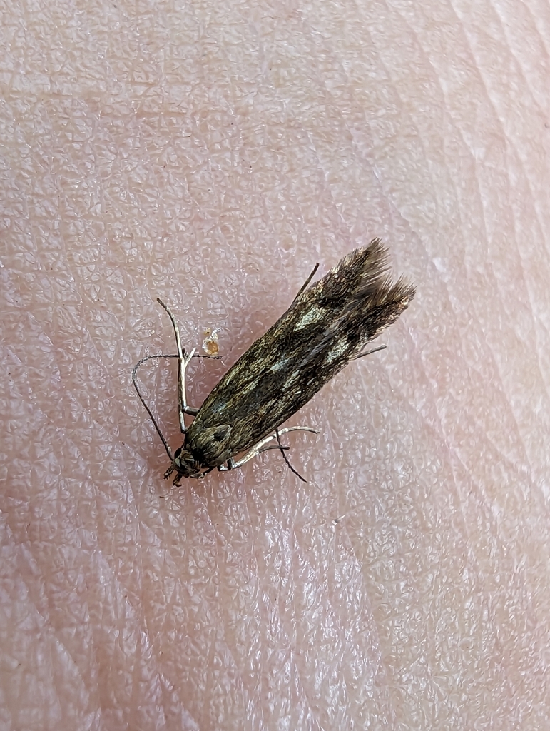 Buff-marked Neb