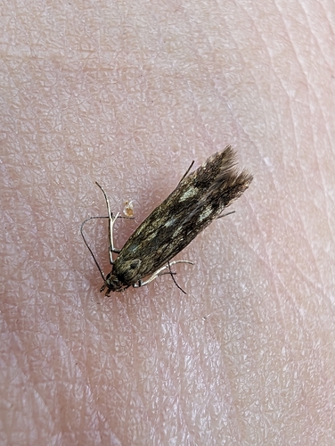 Buff-marked Neb