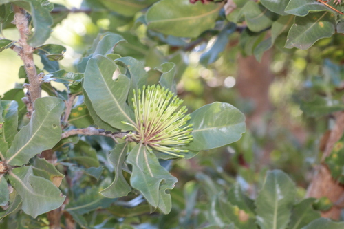 Image of Banksia ilicifolia by (c) Em Lamond, some rights reserved (CC BY)
