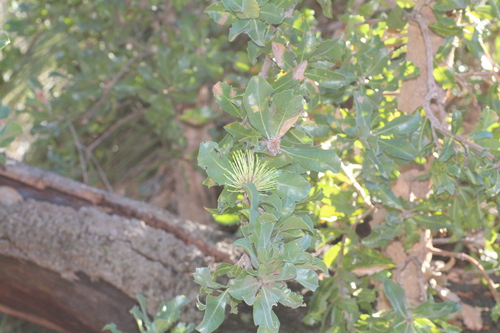 Image of Banksia ilicifolia by (c) Em Lamond, some rights reserved (CC BY)