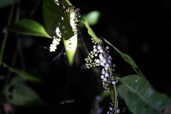 Deeringia polysperma