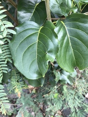 Pisonia subcordata