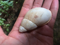 Megalobulimus conicus