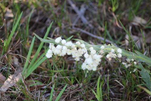 Image of Acacia willdenowiana by (c) Em Lamond, some rights reserved (CC BY)