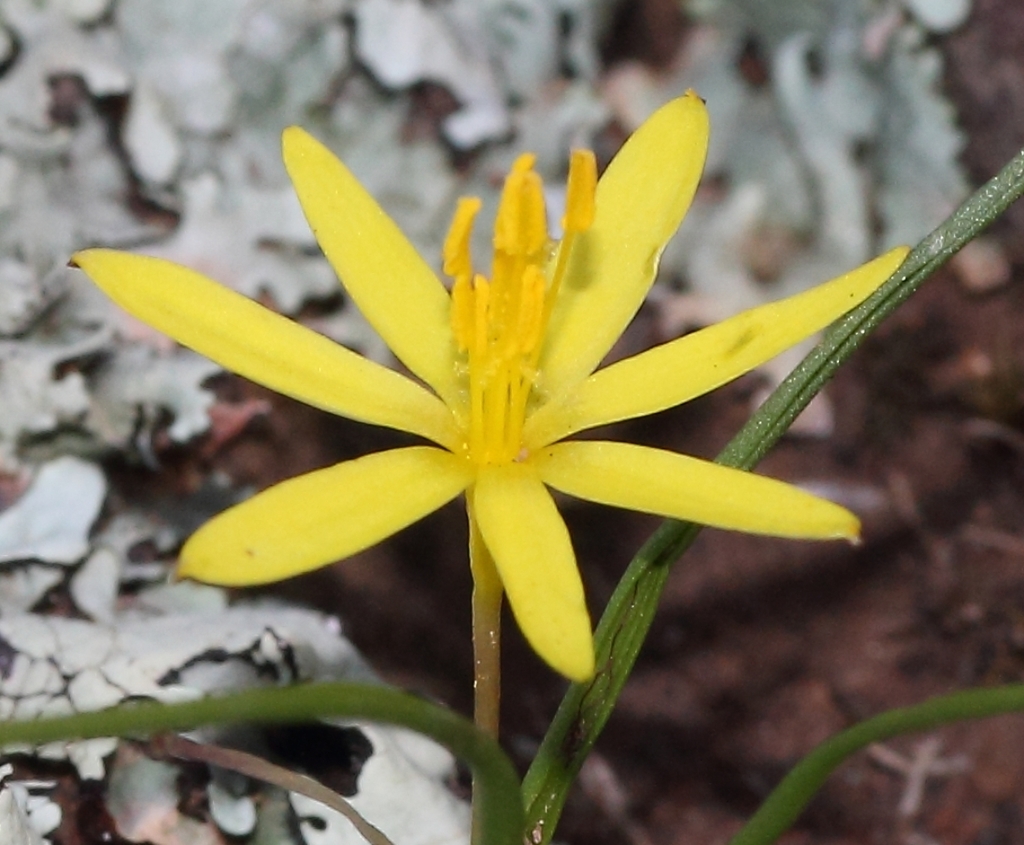 Pauridia aemulans