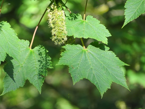 Acer ukurunduense Trautv. & C.A.Mey.