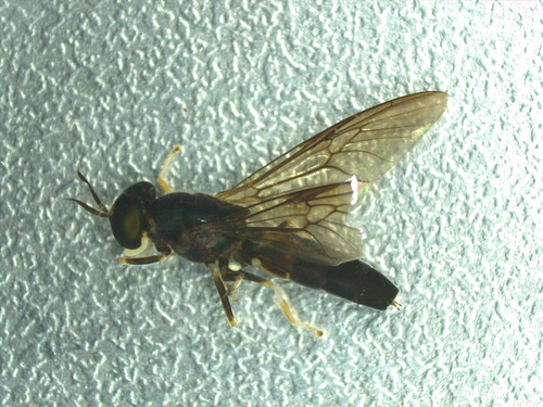 Pelagomyia