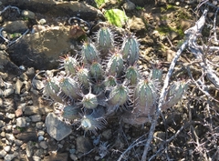 Euphorbia nesemannii