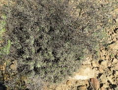 Euphorbia nesemannii