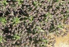 Euphorbia nesemannii