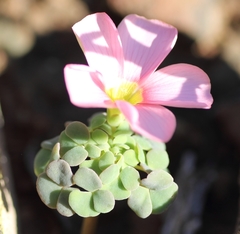 Oxalis convexula