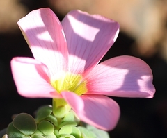Oxalis convexula
