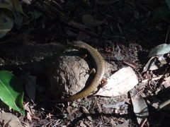 Silvascincus murrayi