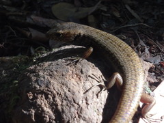 Silvascincus murrayi