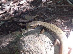 Silvascincus murrayi