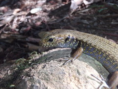 Silvascincus murrayi