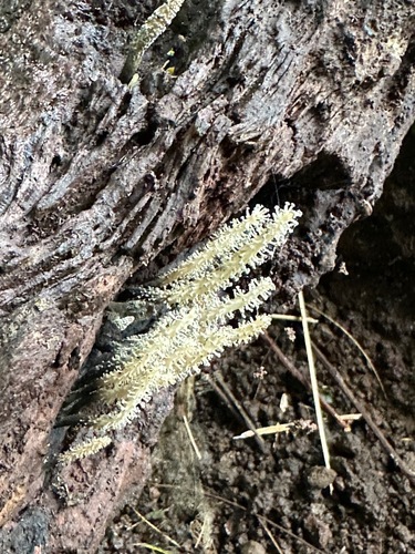 Xylaria moelleroclavus observed 2023-07-05