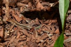 Pholidoscelis auberi