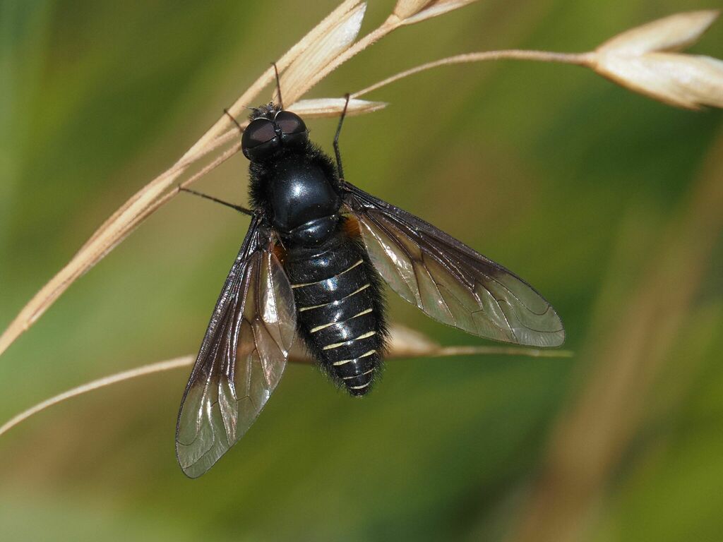 Lomatia sabea