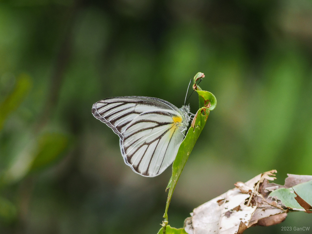 Indonesian White