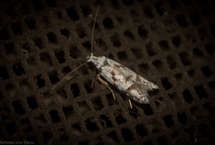 Oxythecta hieroglyphica