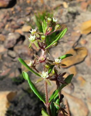 Aspidoglossum heterophyllum