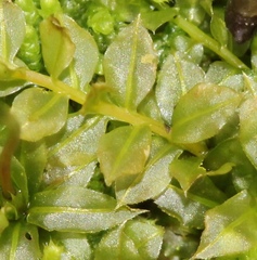 Plagiomnium drummondii