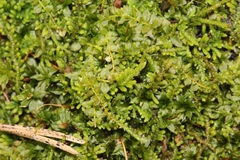 Plagiomnium drummondii
